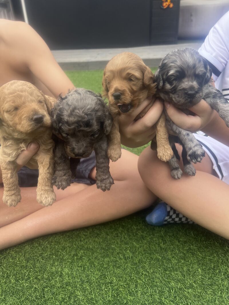 Poodle Puppies for sale