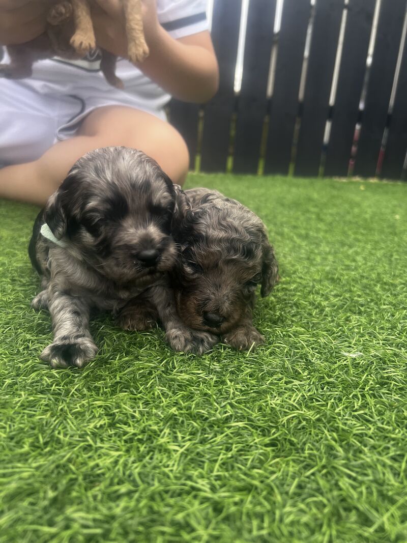 Beautiful FB1 cockapoo puppys for sale in Newcastle upon Tyne, Tyne and Wear - Image 5