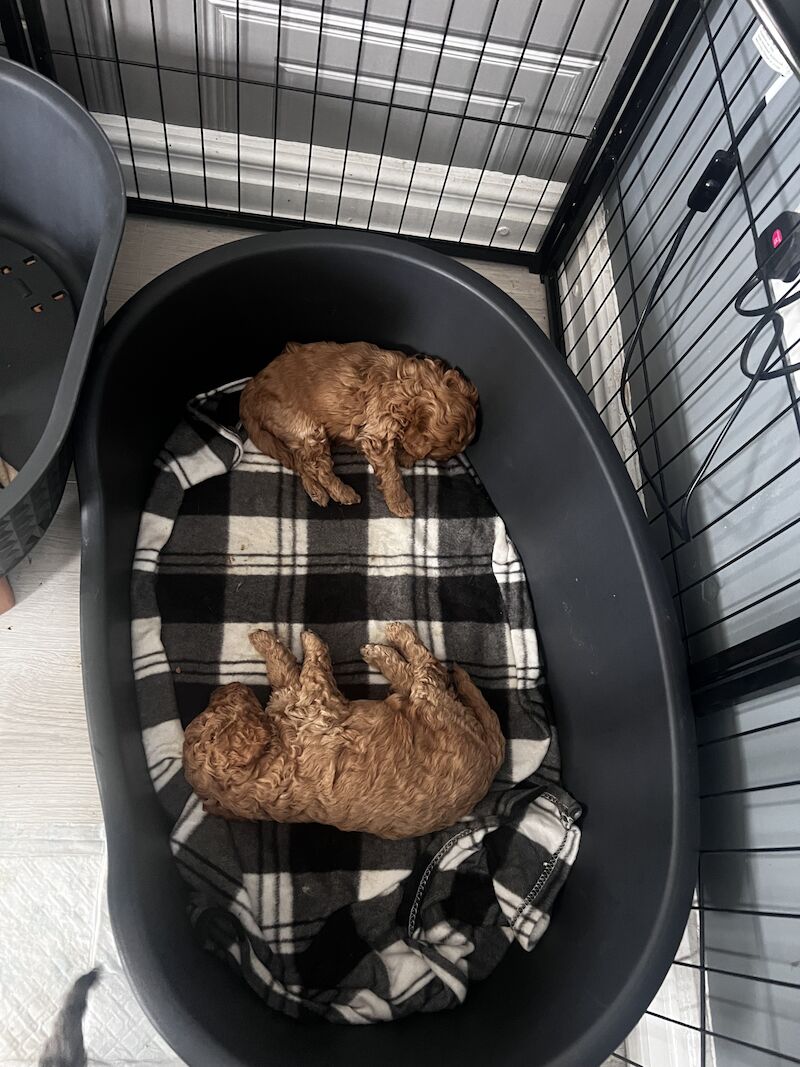 Beautiful FB1 cockapoo puppys for sale in Newcastle upon Tyne, Tyne and Wear - Image 6