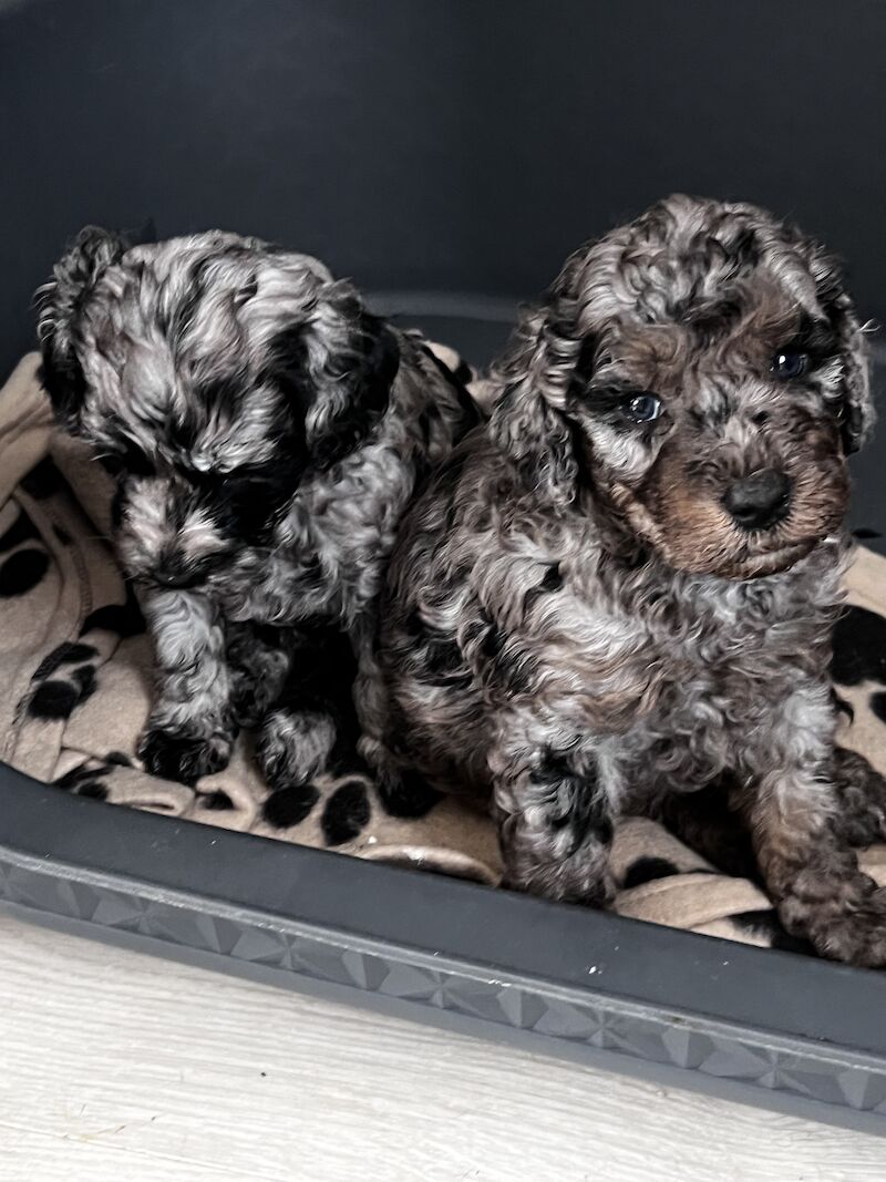 Beautiful FB1 cockapoo puppys for sale in Newcastle upon Tyne, Tyne and Wear - Image 7