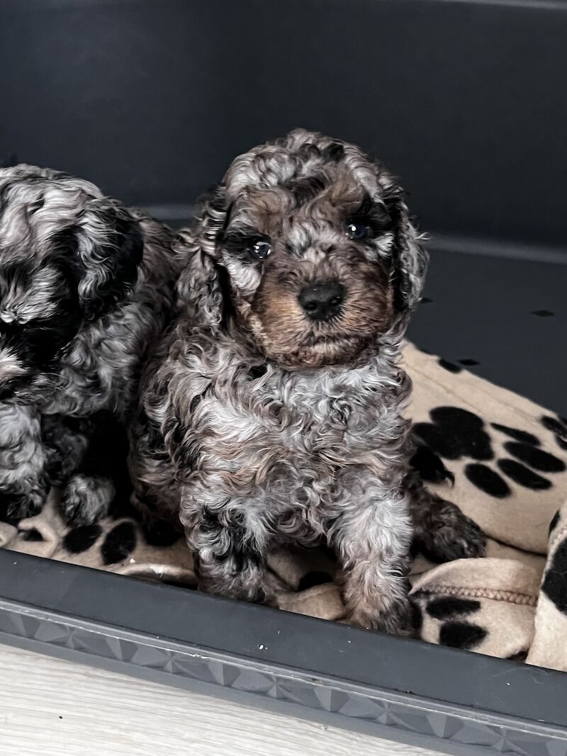 Beautiful FB1 cockapoo puppys for sale in Newcastle upon Tyne, Tyne and Wear - Image 8