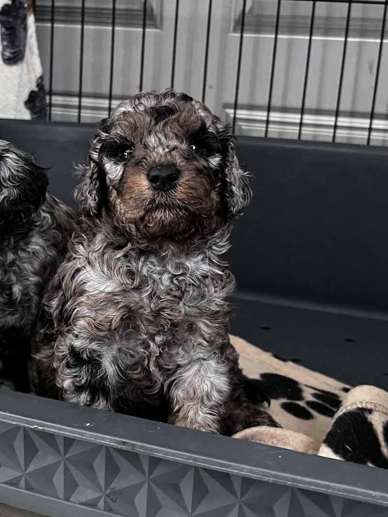 Beautiful FB1 cockapoo puppys for sale in Newcastle upon Tyne, Tyne and Wear - Image 9