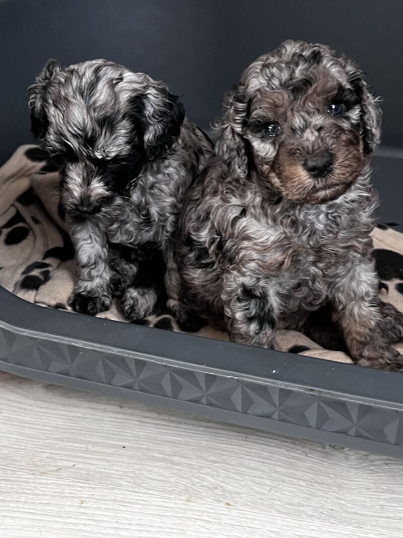 Beautiful FB1 cockapoo puppys for sale in Newcastle upon Tyne, Tyne and Wear - Image 10