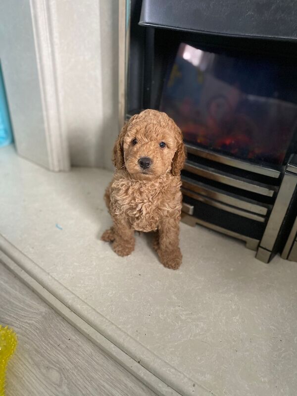 Beautiful FB1 cockapoo puppys for sale in Newcastle upon Tyne, Tyne and Wear - Image 11