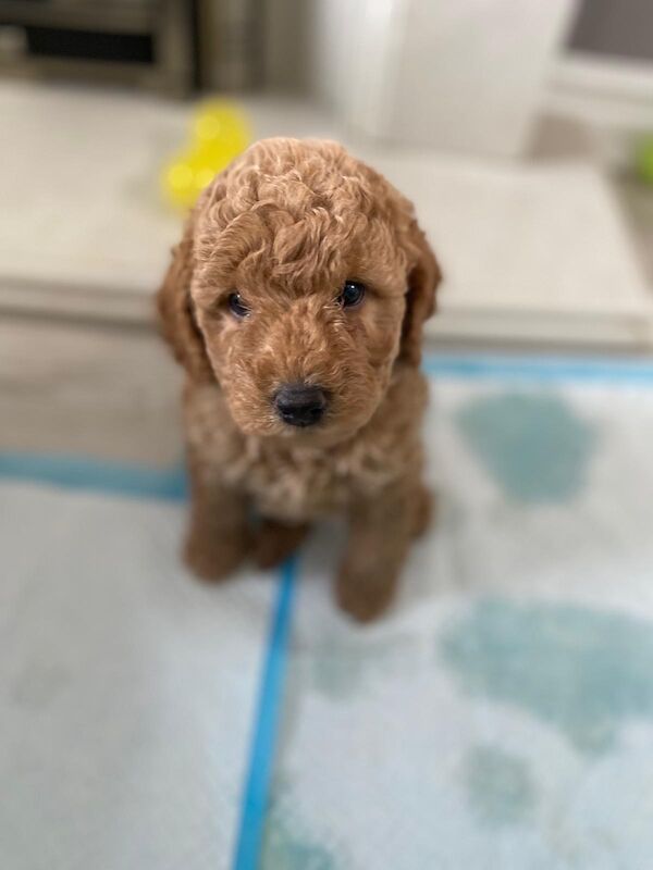 Beautiful FB1 cockapoo puppys for sale in Newcastle upon Tyne, Tyne and Wear - Image 12