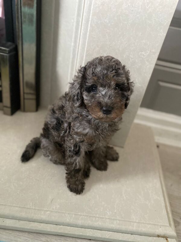 Beautiful FB1 cockapoo puppys for sale in Newcastle upon Tyne, Tyne and Wear - Image 14