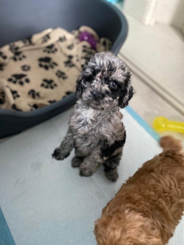 Beautiful FB1 cockapoo puppys for sale in Newcastle upon Tyne, Tyne and Wear - Image 15