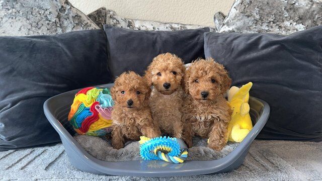 Beautiful fox red Kc Toy poodle for sale in Burnley, Lancashire