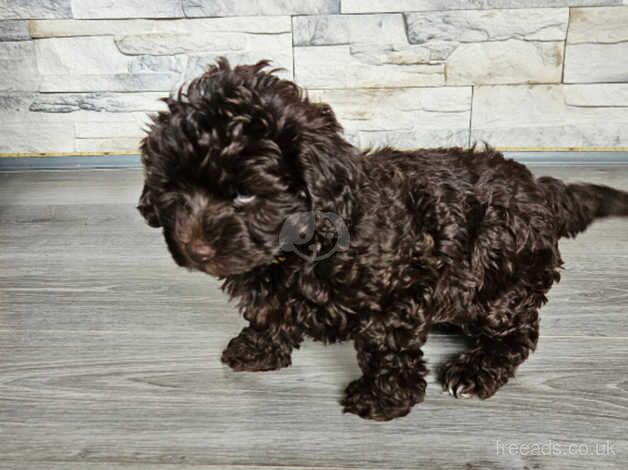 Poodle Puppies for sale in Somerset