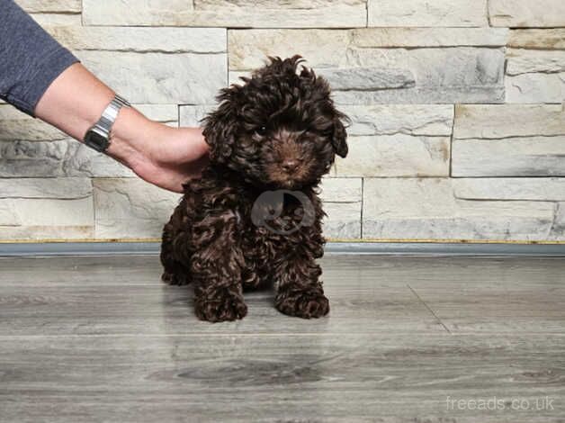 Poodle Puppies for sale