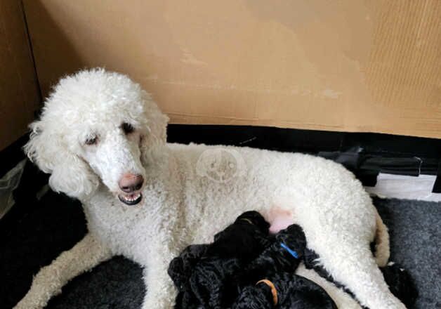 Poodles for sale in Newcastle upon Tyne, Tyne and Wear