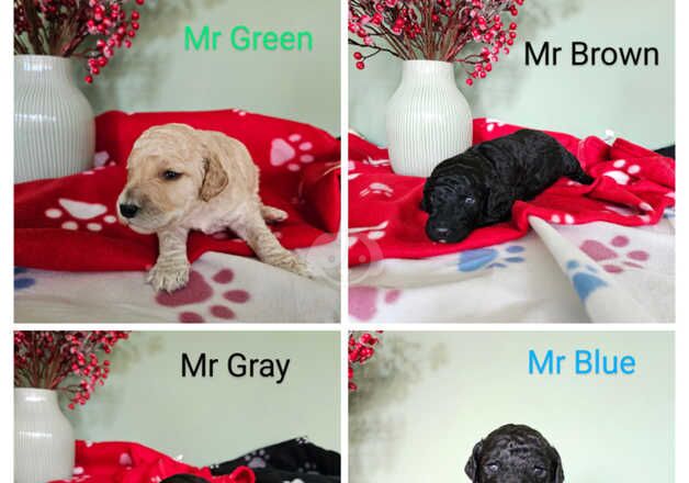 KC Registered Poodle Puppies for sale in Tyne and Wear