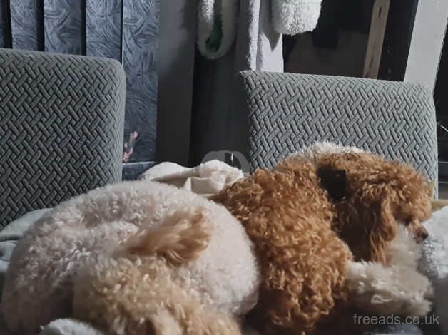 Beautiful kc,genetic & dna tested poodle for sale in Birmingham, West Midlands