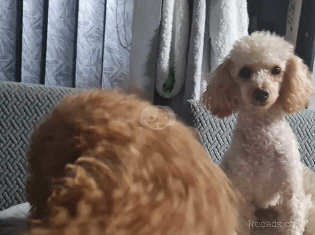 Beautiful kc,genetic & dna tested poodle for sale in Birmingham, West Midlands - Image 2