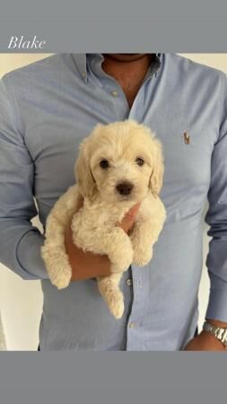 Beautiful labradoodle puppies for sale in Nuneaton, Warwickshire - Image 1