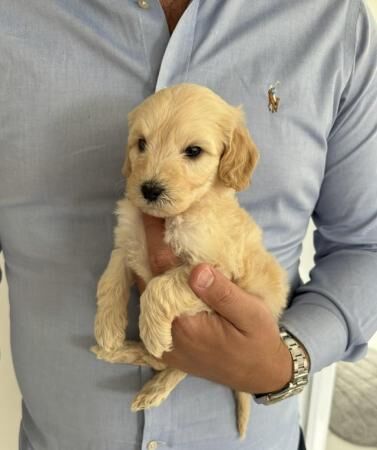 Beautiful labradoodle puppies for sale in Nuneaton, Warwickshire - Image 2