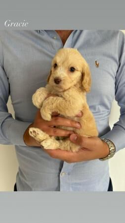 Beautiful labradoodle puppies for sale in Nuneaton, Warwickshire - Image 3