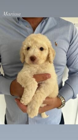 Beautiful labradoodle puppies for sale in Nuneaton, Warwickshire - Image 4
