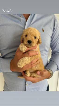 Beautiful labradoodle puppies for sale in Nuneaton, Warwickshire - Image 5