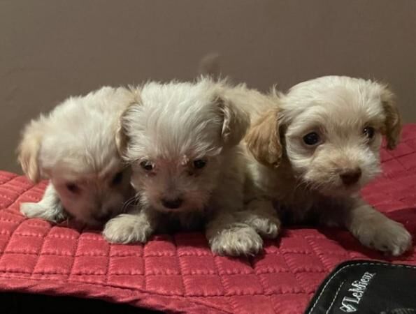 Beautiful litter Chipoo Puppies for sale in Helmsley, North Yorkshire - Image 2