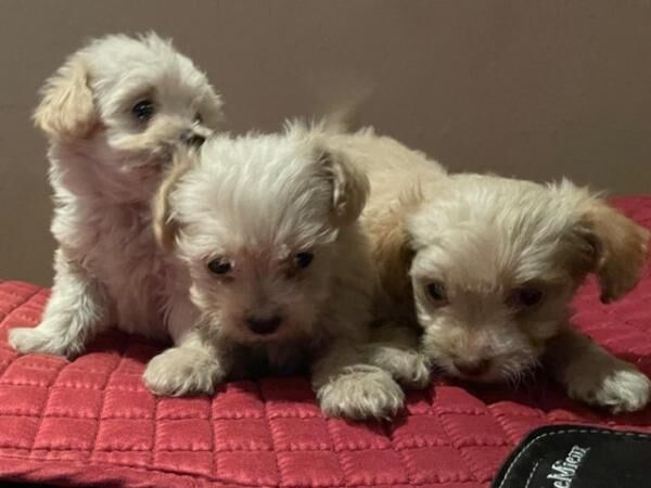 Beautiful litter Chipoo Puppies for sale in Helmsley, North Yorkshire - Image 3