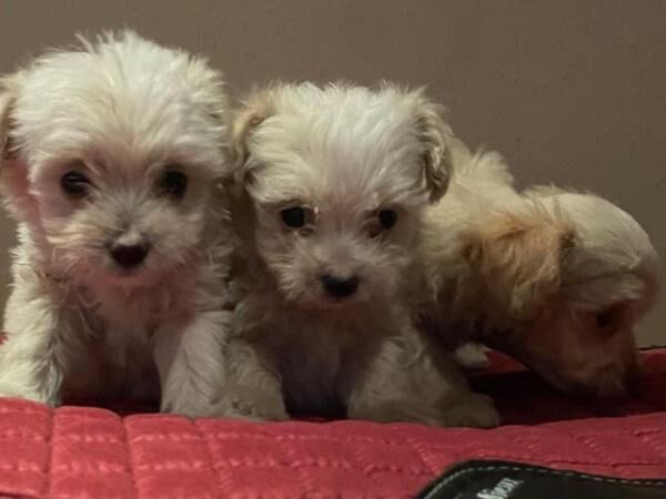 Beautiful litter Chipoo Puppies for sale in Helmsley, North Yorkshire - Image 4