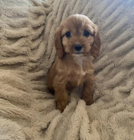 Beautiful litter of F1 Cockapoo puppies for sale in Thirsk, North Yorkshire - Image 1