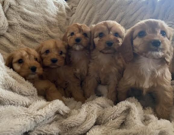 Beautiful litter of F1 Cockapoo puppies for sale in Thirsk, North Yorkshire - Image 2