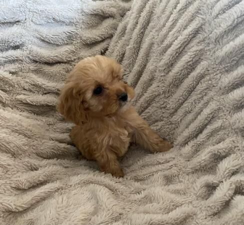 Beautiful litter of F1 Cockapoo puppies for sale in Thirsk, North Yorkshire - Image 3