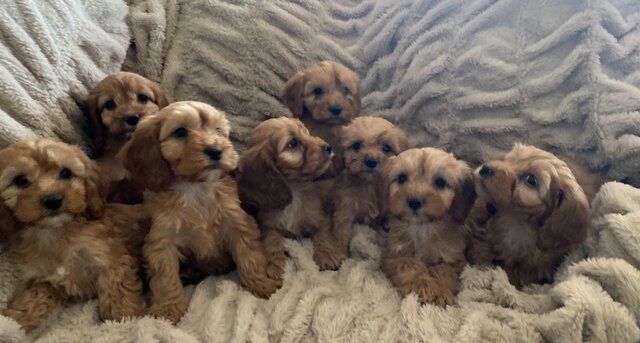 Beautiful litter of F1 Cockapoo puppies for sale in Thirsk, North Yorkshire - Image 4