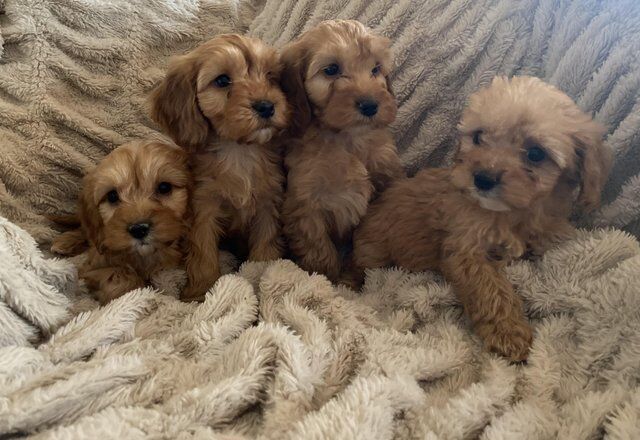 Beautiful litter of F1 Cockapoo puppies for sale in Thirsk, North Yorkshire - Image 5