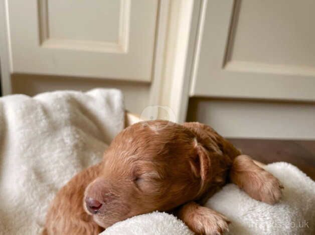 Beautiful litter of show golden Mini Poodles for sale in Southampton, Hampshire