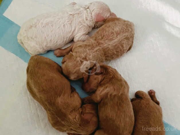 Beautiful litter of show golden Mini Poodles for sale in Southampton, Hampshire - Image 3