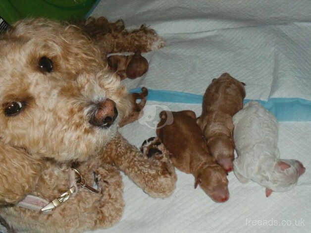 Beautiful litter of show golden Mini Poodles for sale in Southampton, Hampshire - Image 4