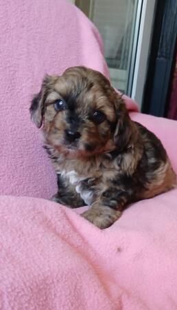 Beautiful litter shihpoopuppys for sale in Old Portsmouth, Hampshire