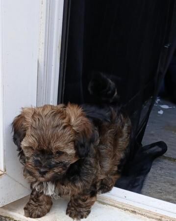 Beautiful litter shihpoopuppys for sale in Old Portsmouth, Hampshire - Image 2