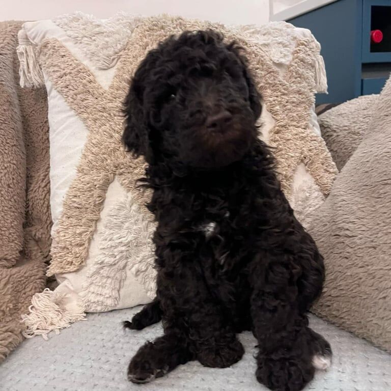 Beautiful lovely Standard Poodle puppies and beagle puppies waiting for their new family. for sale in Whitburn, West Lothian