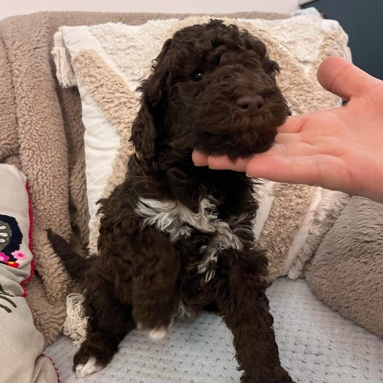 Beautiful lovely Standard Poodle puppies and beagle puppies waiting for their new family. for sale in Whitburn, West Lothian - Image 2