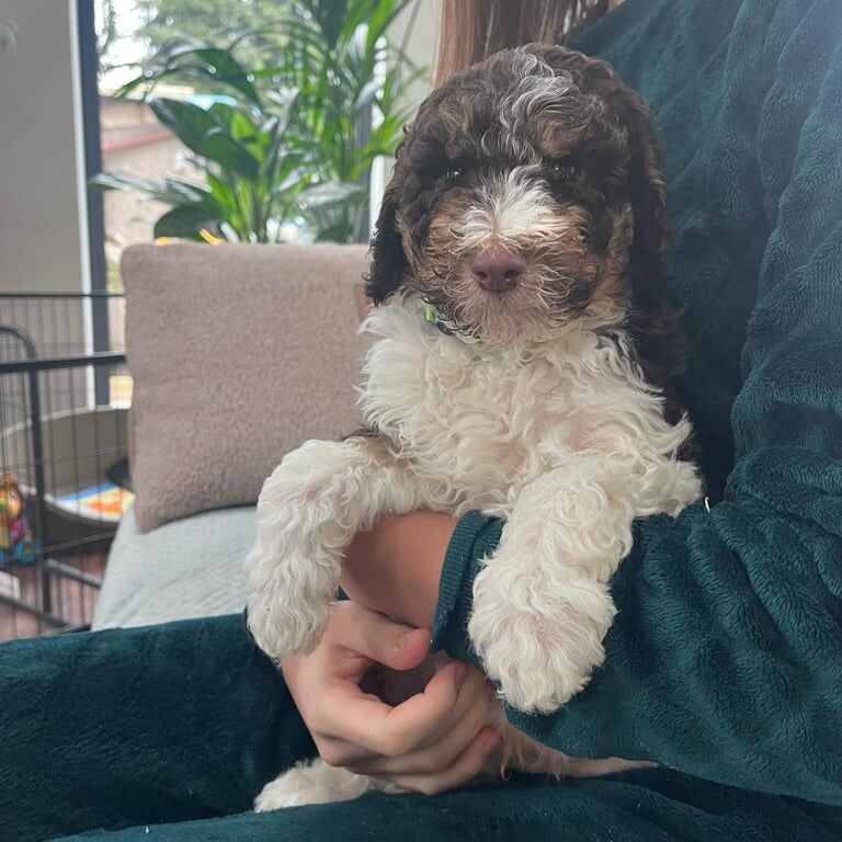 Beautiful lovely Standard Poodle puppies and beagle puppies waiting for their new family. for sale in Whitburn, West Lothian - Image 3