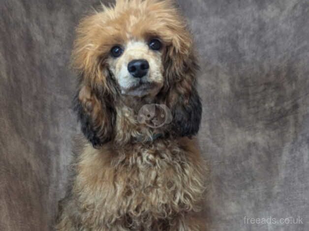 Beautiful miniature poodle for sale in Preston, Lancashire - Image 1