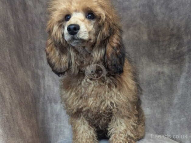 Beautiful miniature poodle for sale in Preston, Lancashire - Image 2