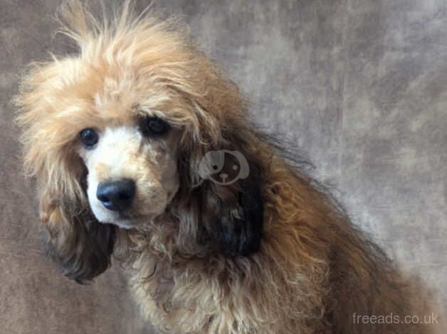 Beautiful miniature poodle for sale in Preston, Lancashire - Image 3