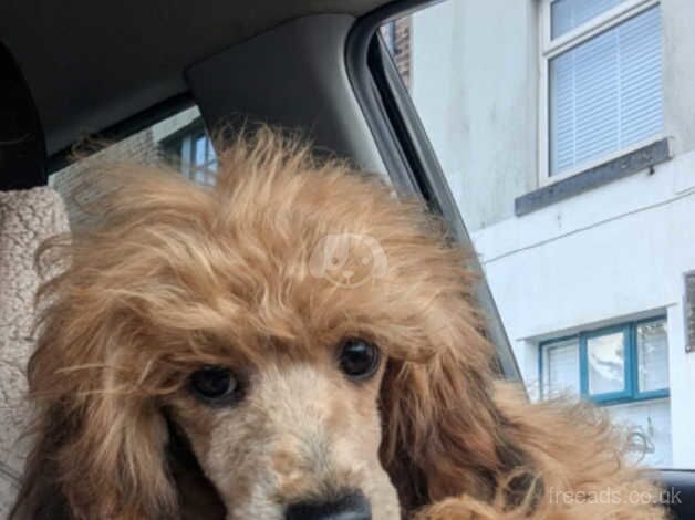 Beautiful miniature poodle for sale in Preston, Lancashire - Image 4