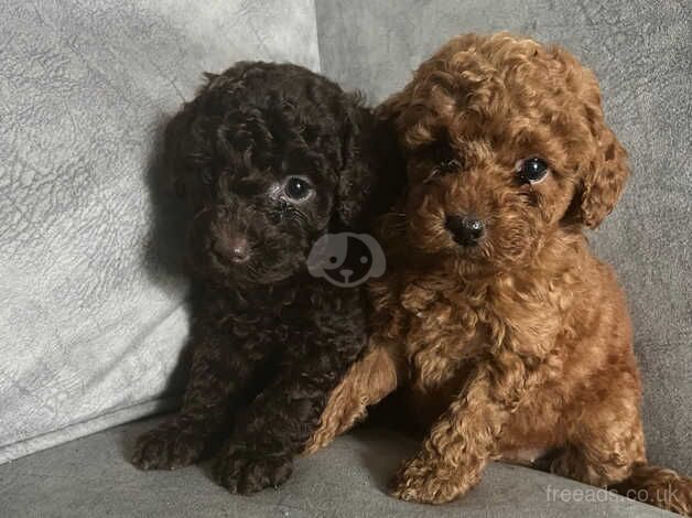 Beautiful miniature poodles for sale in Walsall, West Midlands