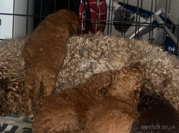 Beautiful miniature poodles for sale in Walsall, West Midlands - Image 2