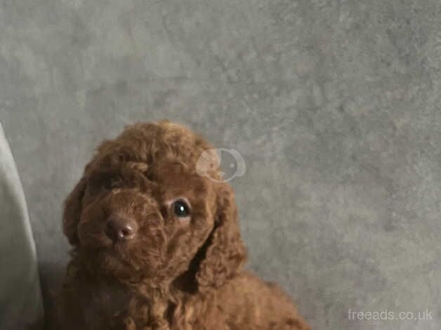 Beautiful miniature poodles for sale in Walsall, West Midlands - Image 5