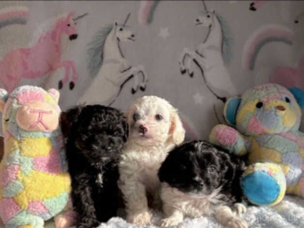 Beautiful Poodle pup available for sale in Llanelli, Carmarthenshire - Image 2