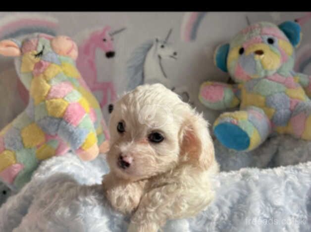 Beautiful Poodle pup available for sale in Llanelli, Carmarthenshire - Image 5