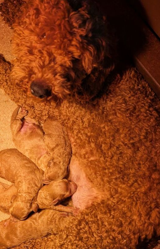 Beautiful Poodle Puppies from Licensed Breeder for sale in Ammanford / Rhydaman, Dyfed - Image 2