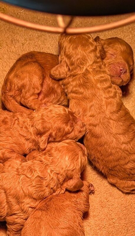 Beautiful Poodle Puppies from Licensed Breeder for sale in Ammanford / Rhydaman, Dyfed - Image 3